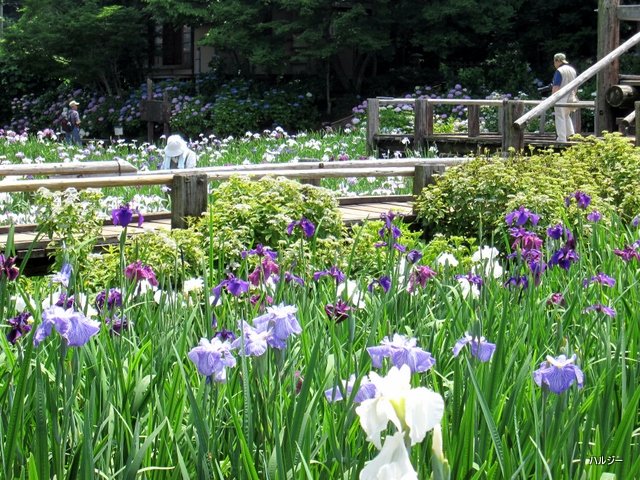 染谷花しょうぶ園に行って来ました 温泉大好き人間 ハルジー 染谷花しょうぶ園に行って来ました 温泉大好き人間 ハルジー