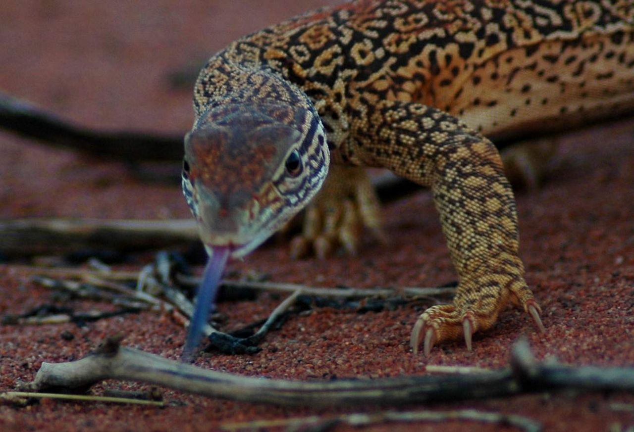 クリムゾンの迷宮 貴志祐介 Cozy And Comfortable クリムゾンの迷宮 貴志祐介 Cozy And Comfortable