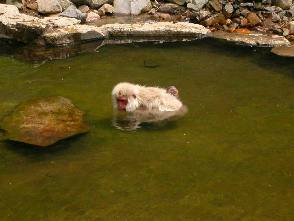 動物の名前がついた温泉地 温泉ソムリエのブログ