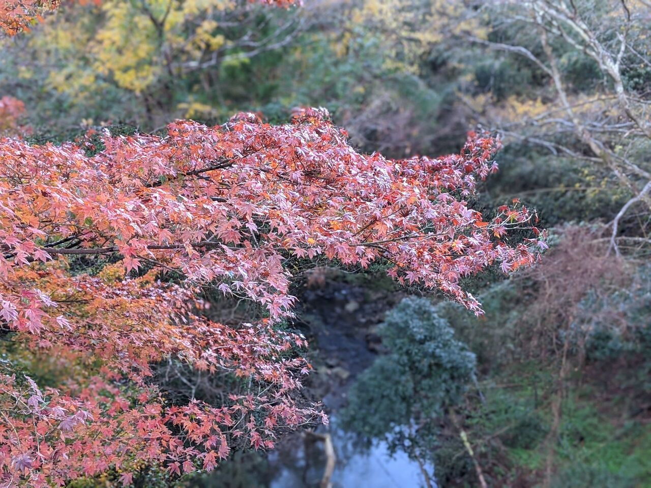 館山紅葉ツーリング 温泉湯呑み 館山紅葉ツーリング 温泉湯呑み