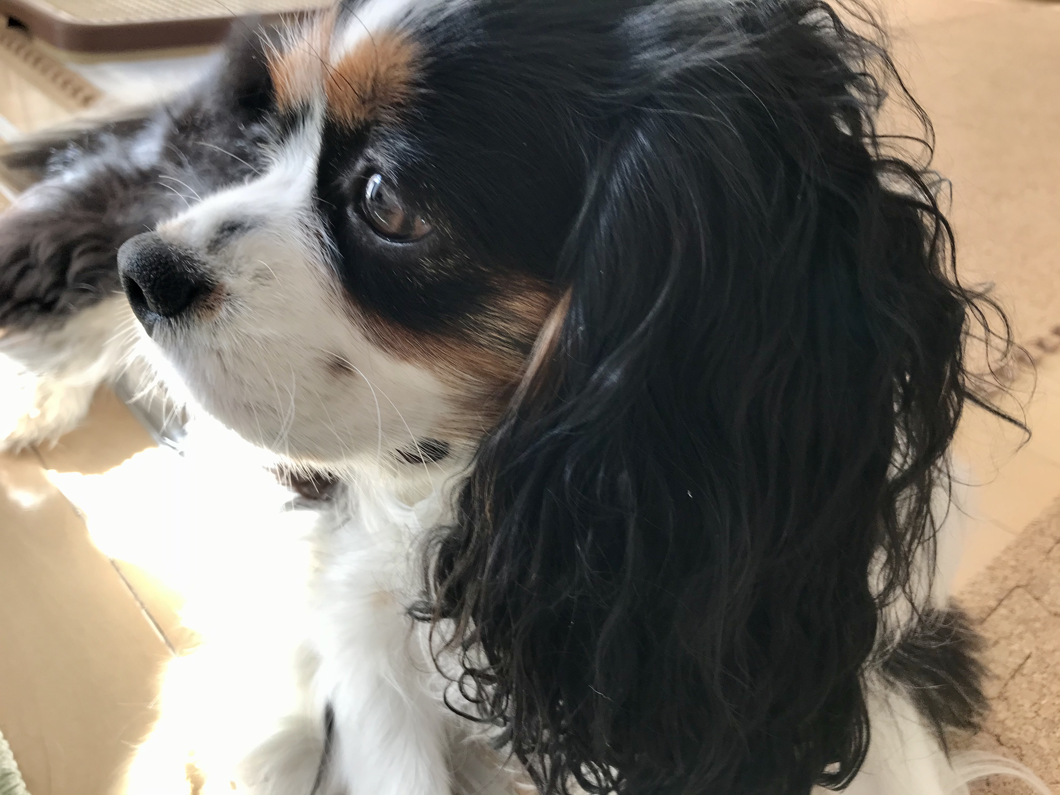 焼き魚が好きすぎて イヌじゃないの ムスメなの