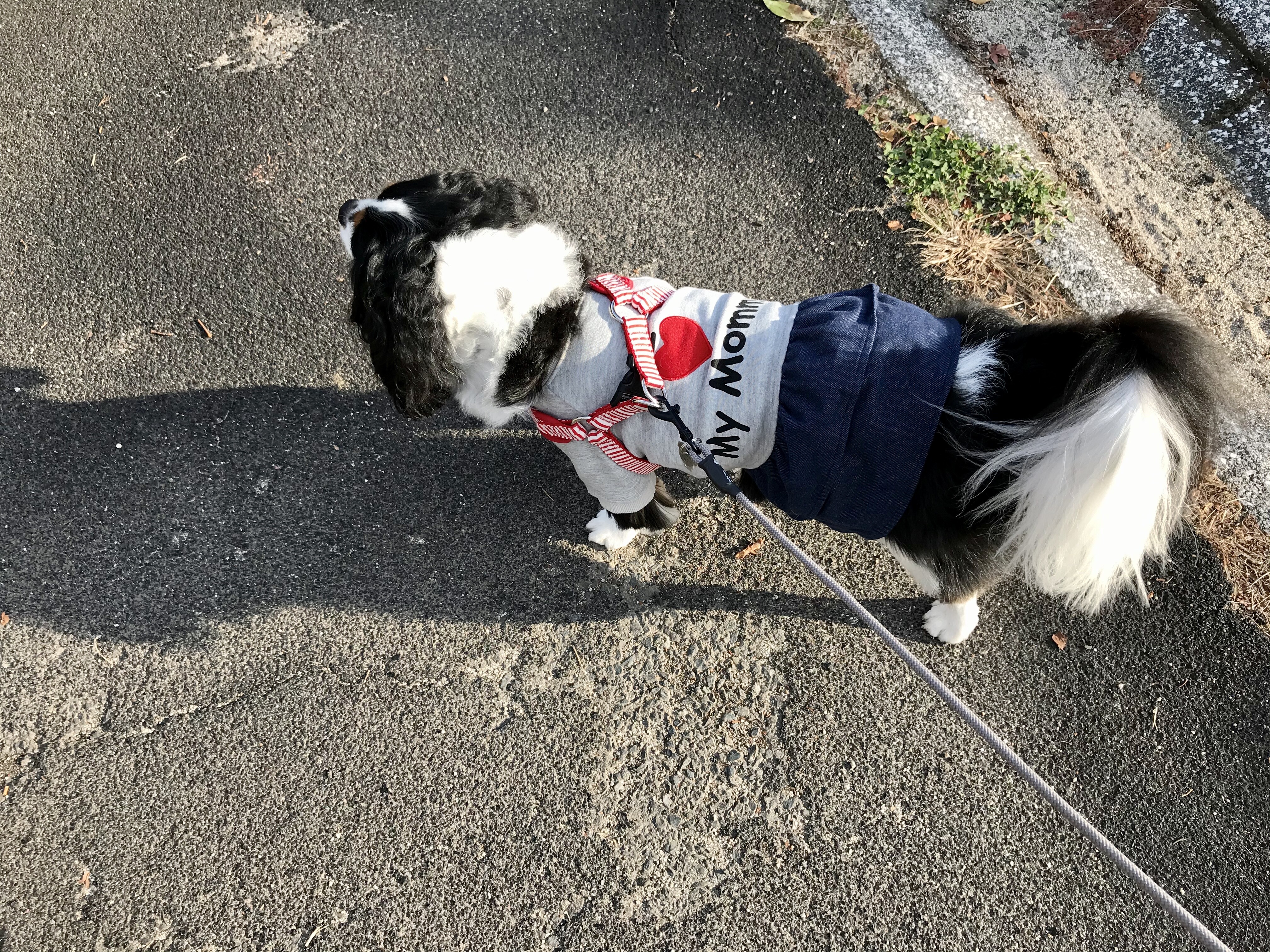 5号の服は どれも小さい 短すぎるし W イヌじゃないの ムスメなの