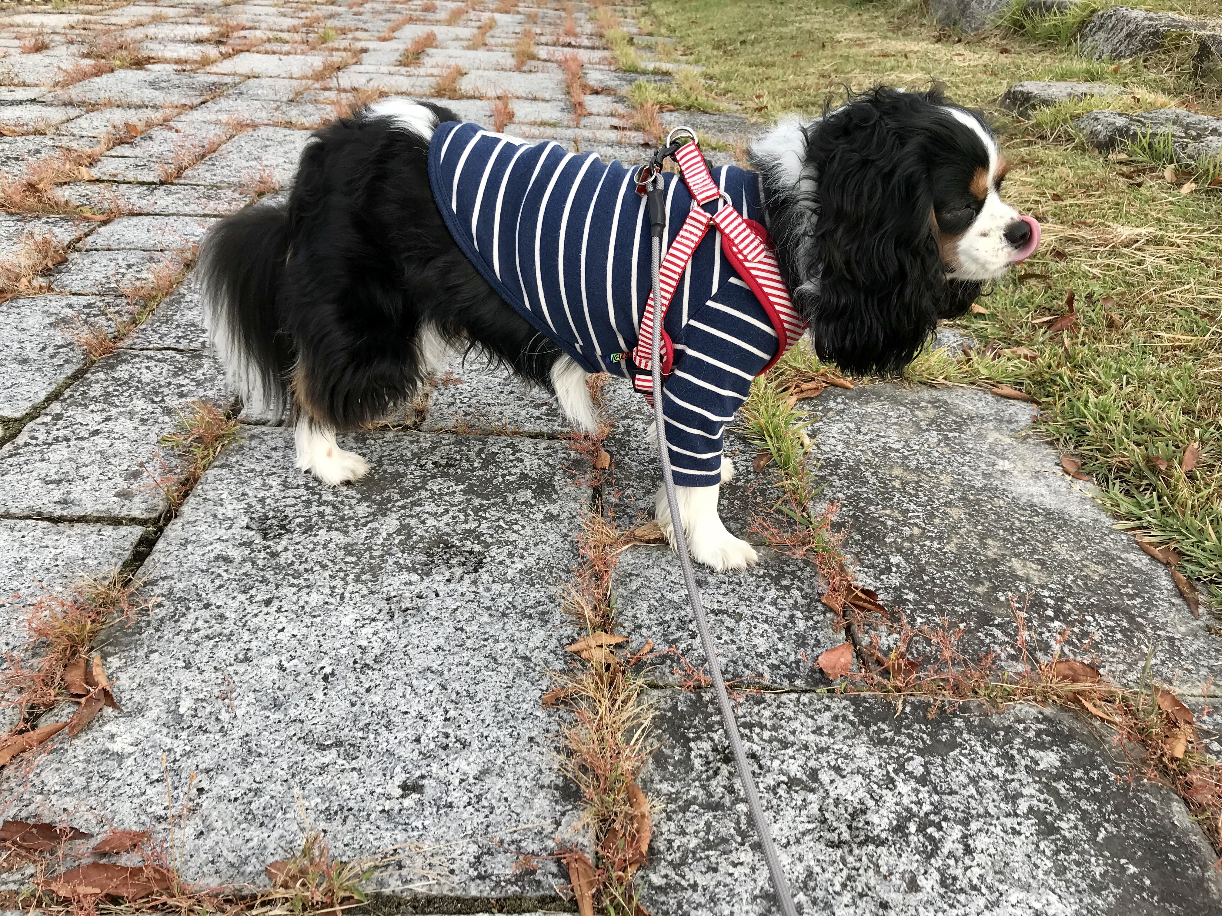 苦手な飼い主さん 苦手なわんこ イヌじゃないの ムスメなの 苦手な飼い主さん 苦手なわんこ イヌじゃないの ムスメなの