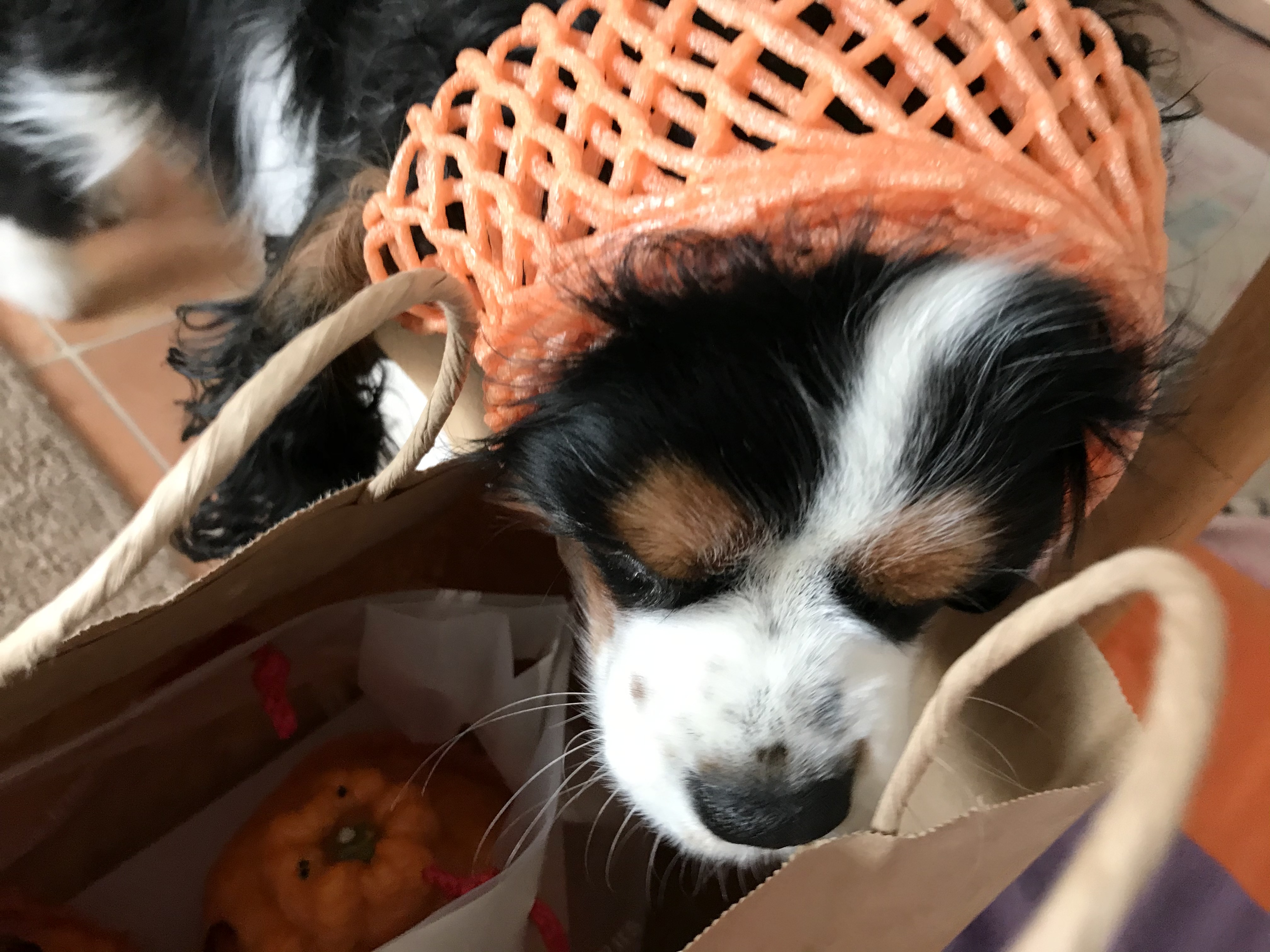 デコポン娘 イヌじゃないの ムスメなの