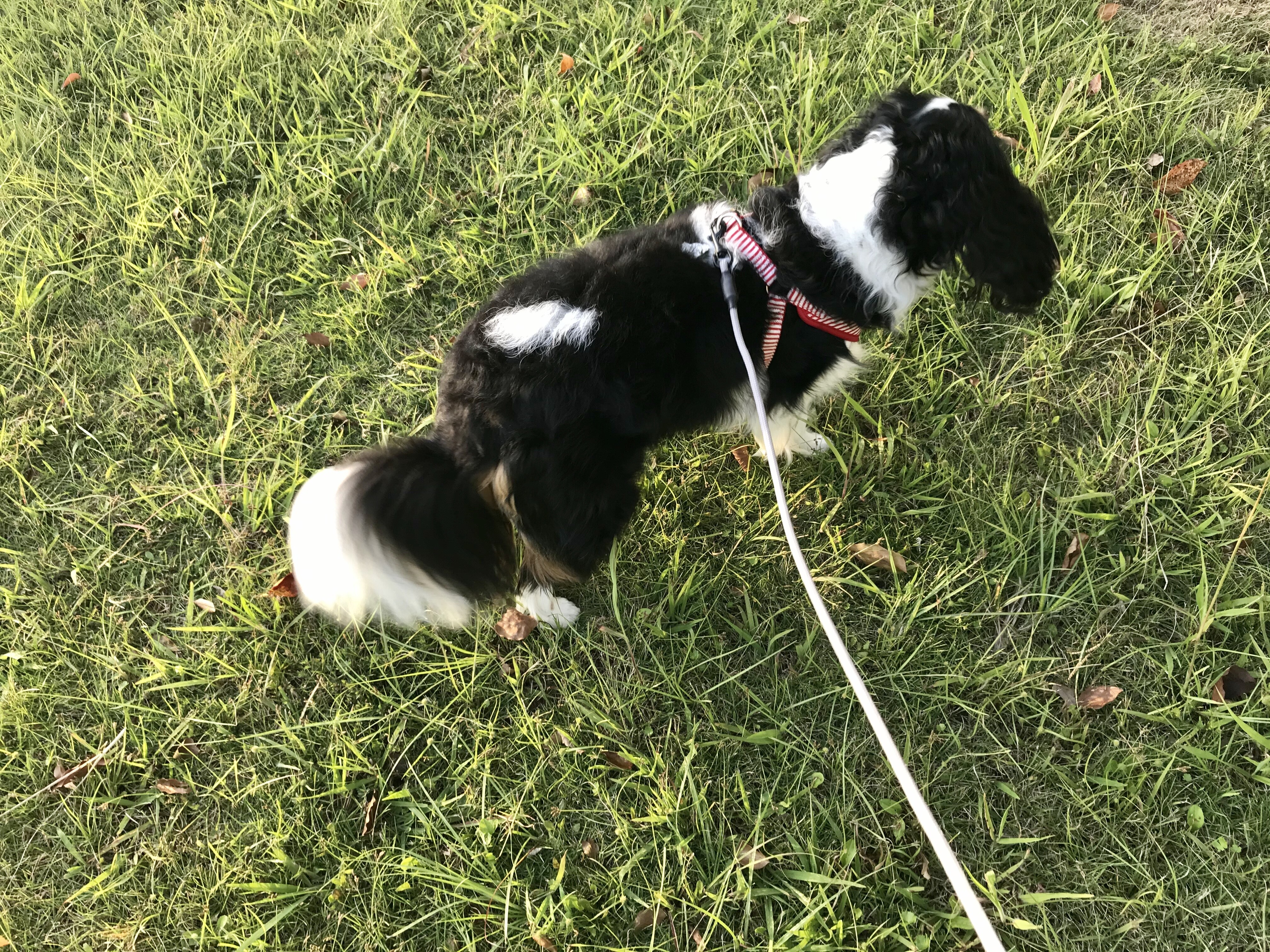 お父さん この中に入ってるの 犬ごはん動画 イヌじゃないの ムスメなの お父さん この中に入ってるの 犬ごはん動画 イヌじゃないの ムスメなの