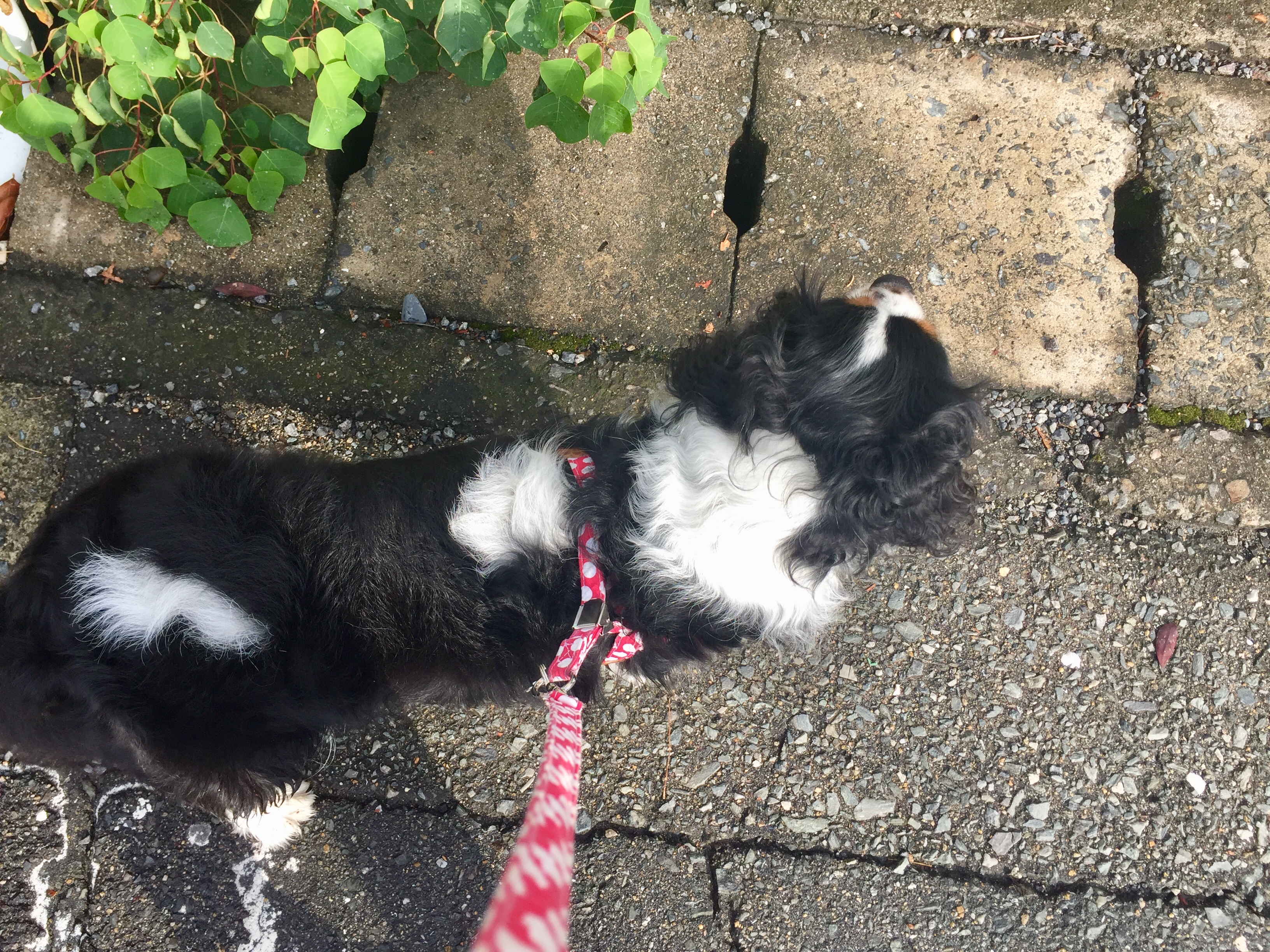 私を助けてくれて ありがとう イヌじゃないの ムスメなの