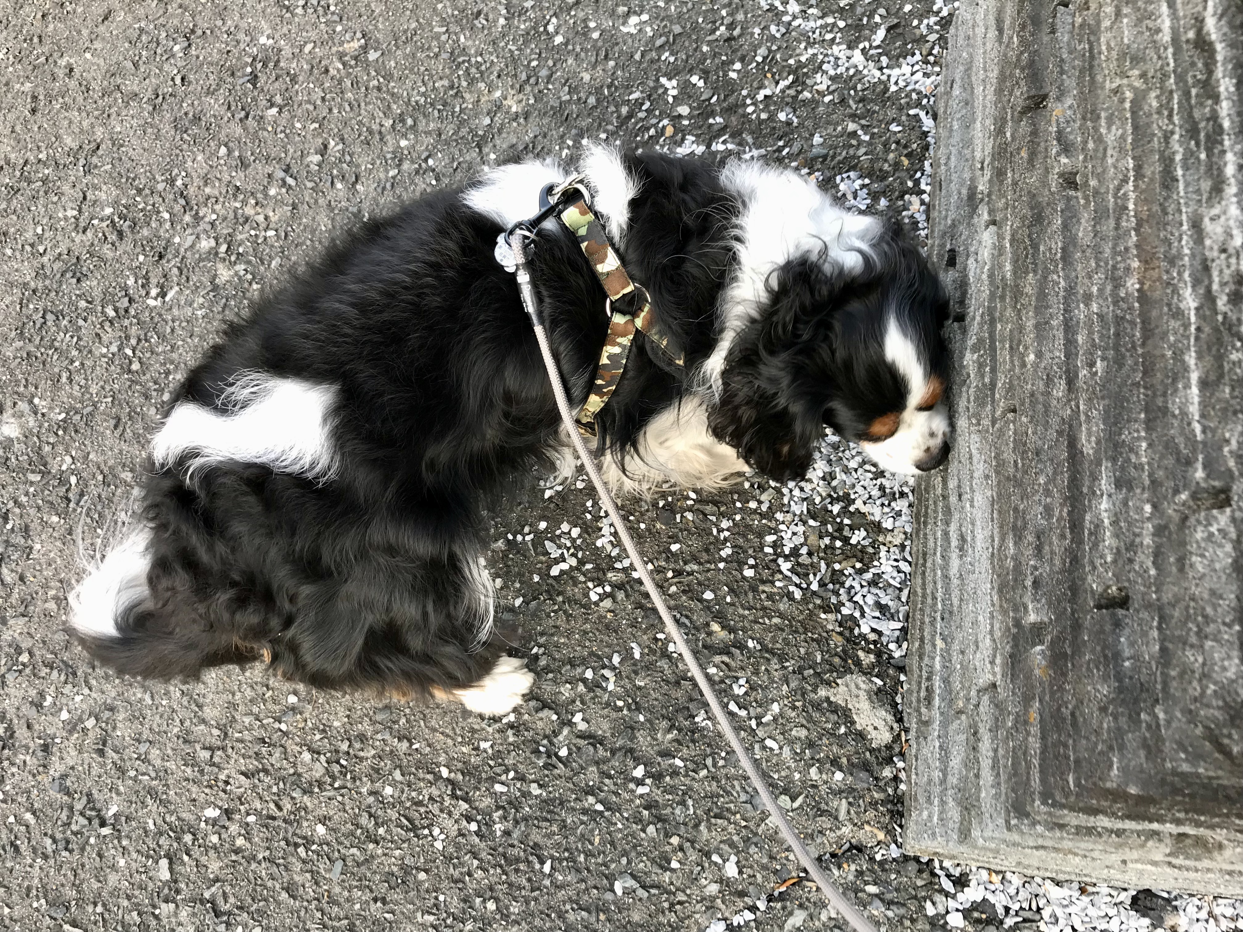 お刺身の切り落とし イヌじゃないの ムスメなの