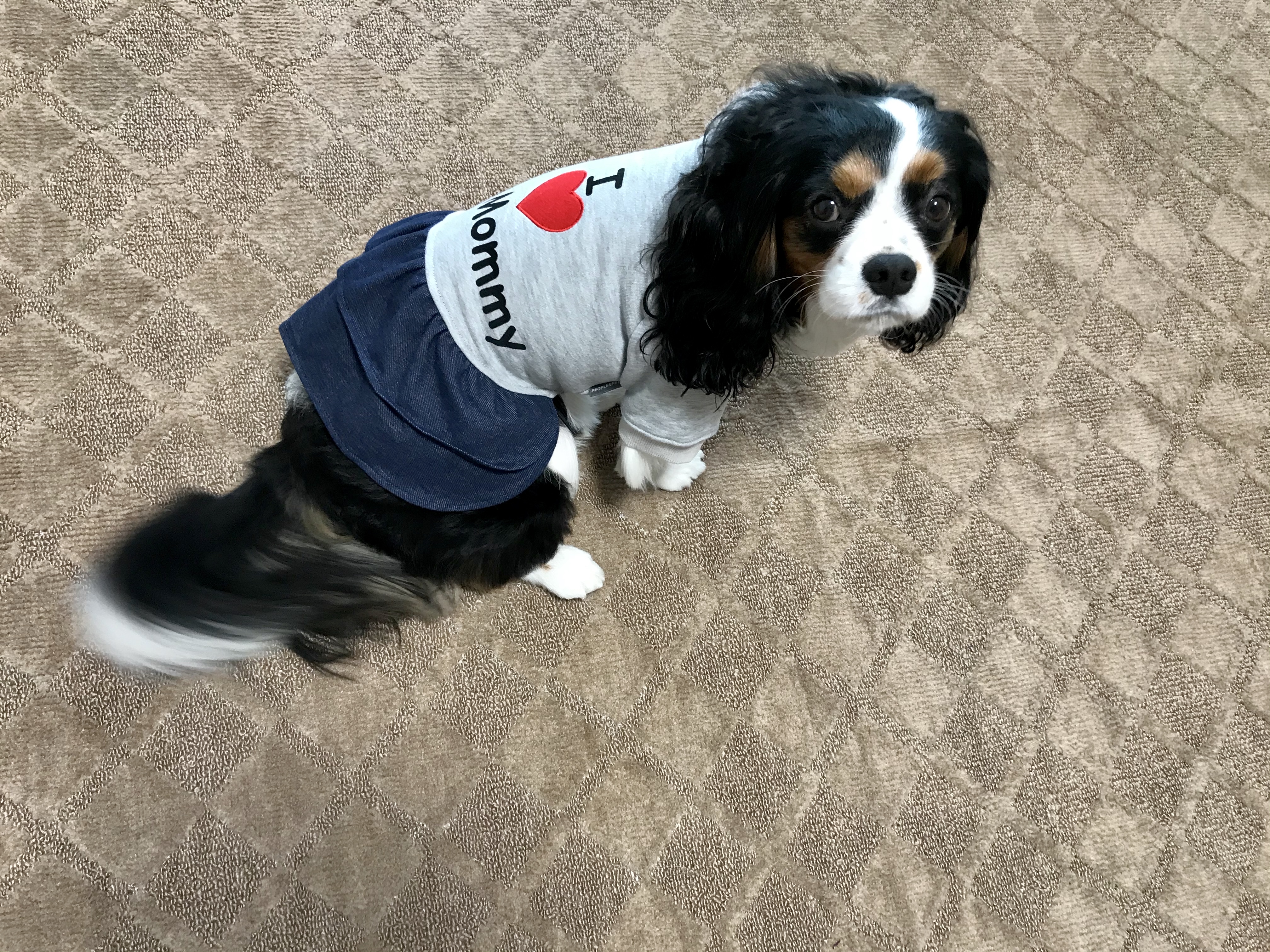5号の服は どれも小さい 短すぎるし W イヌじゃないの ムスメなの