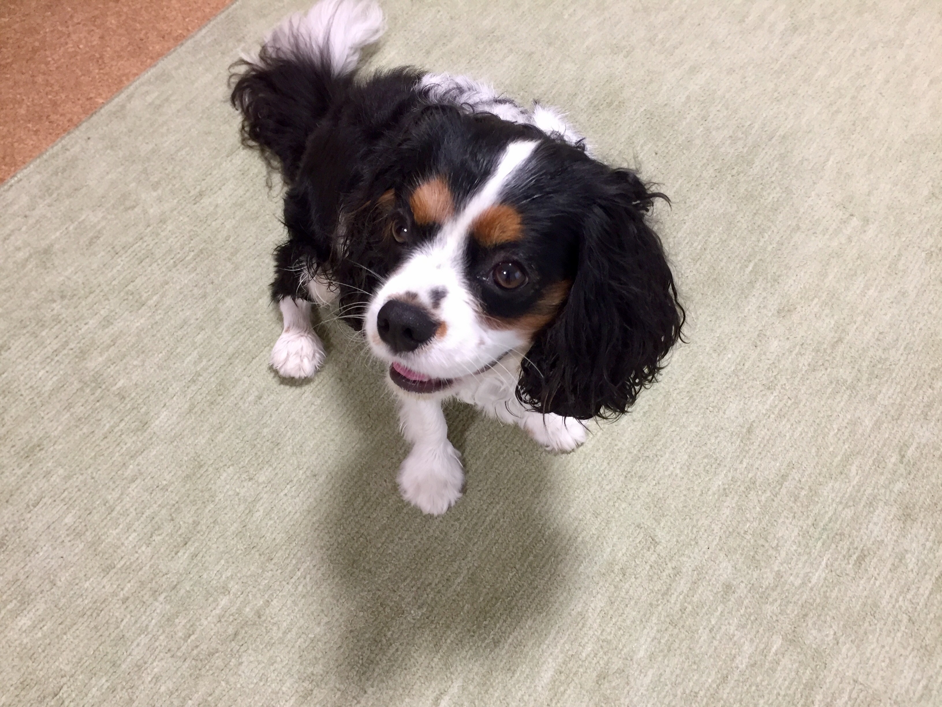 1歳9ヵ月になりました W 今日のごはん イヌじゃないの ムスメなの 1歳9ヵ月になりました W 今日のごはん イヌじゃないの ムスメなの