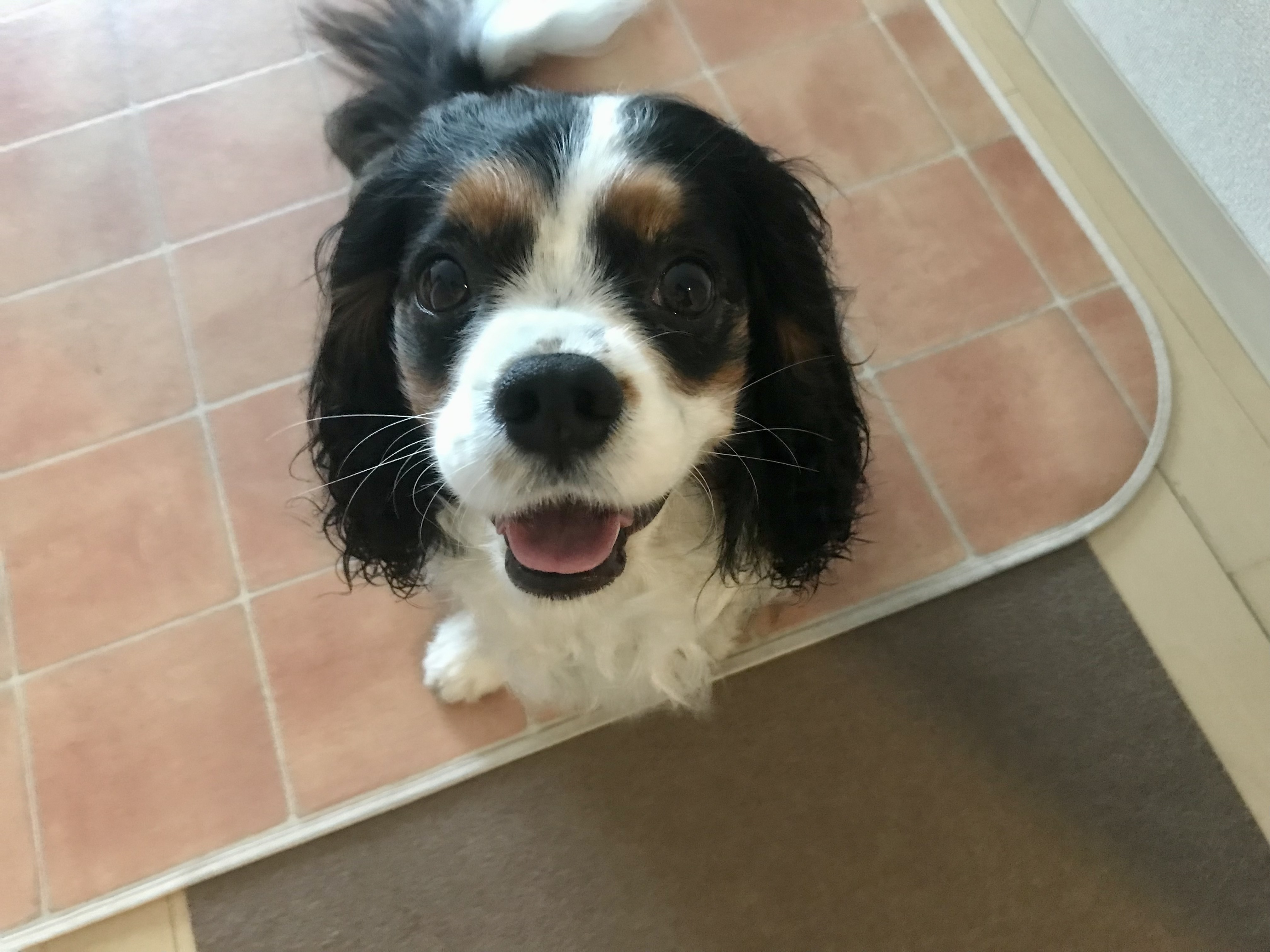 その他の生活 イヌじゃないの ムスメなの