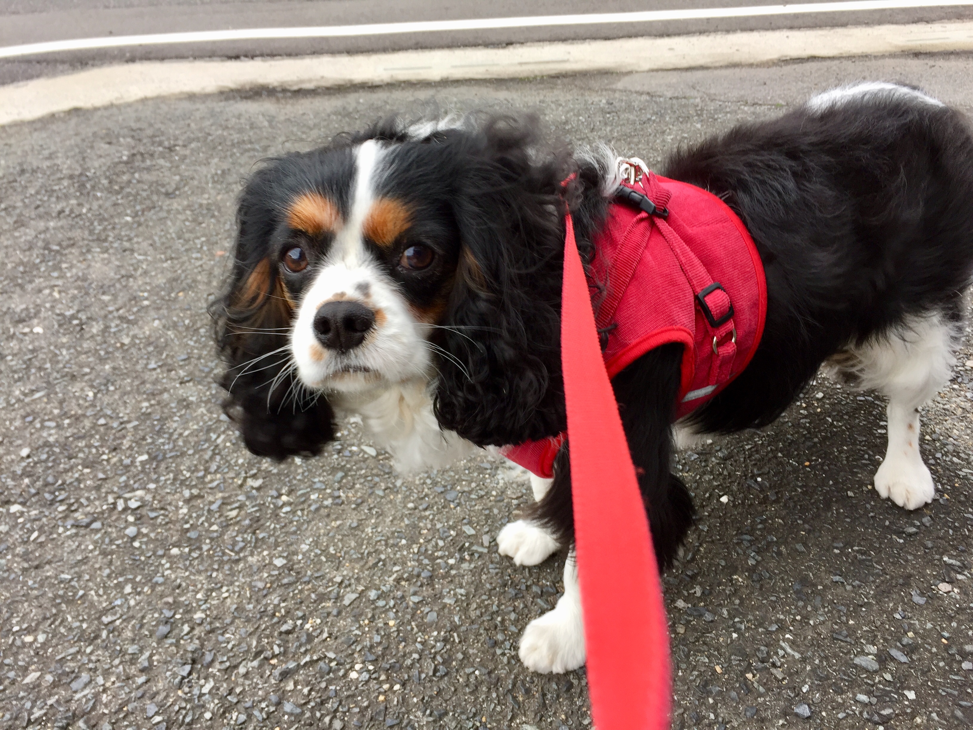 笑顔が消えたね イヌじゃないの ムスメなの