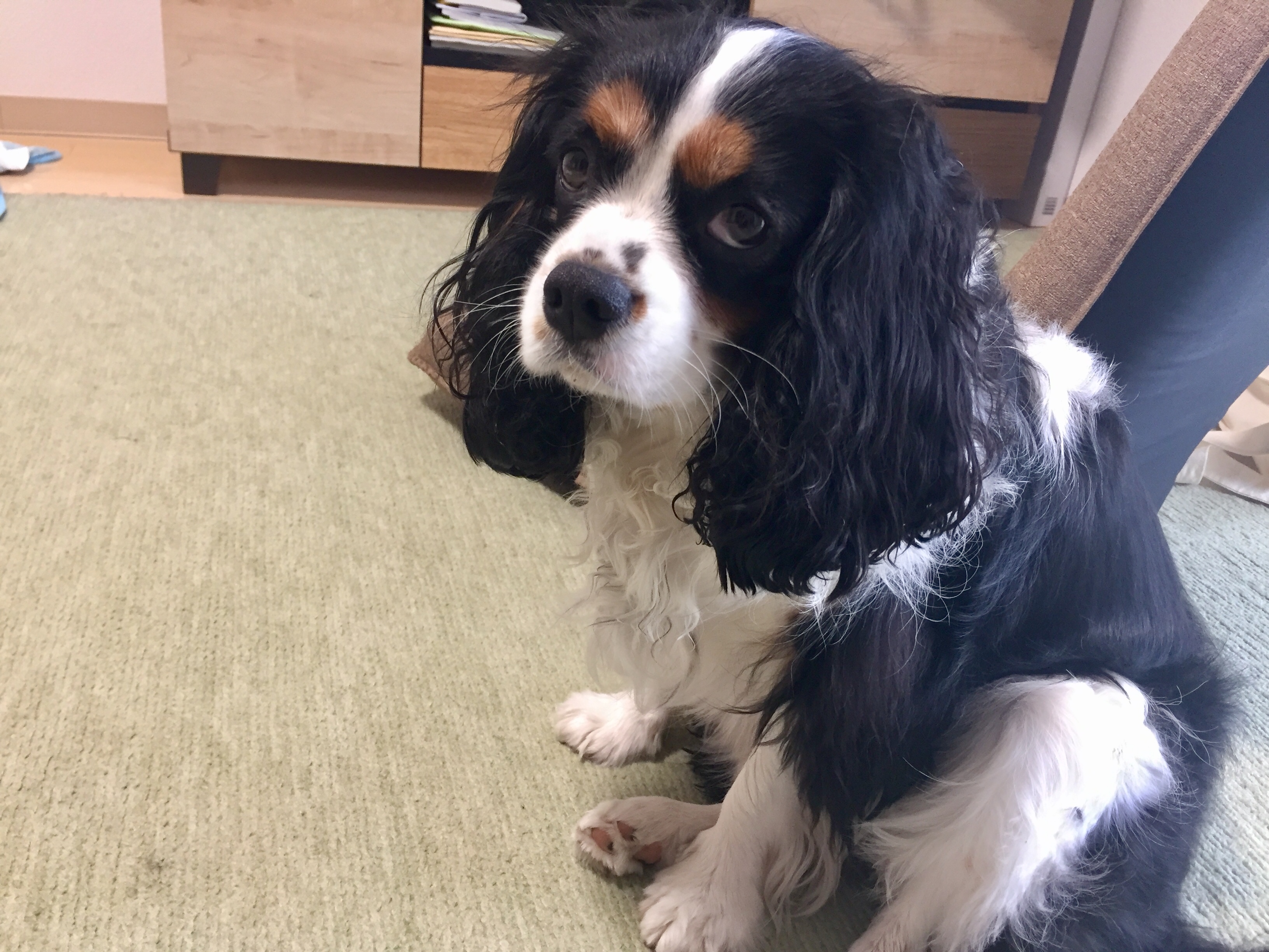 私を助けてくれて ありがとう イヌじゃないの ムスメなの