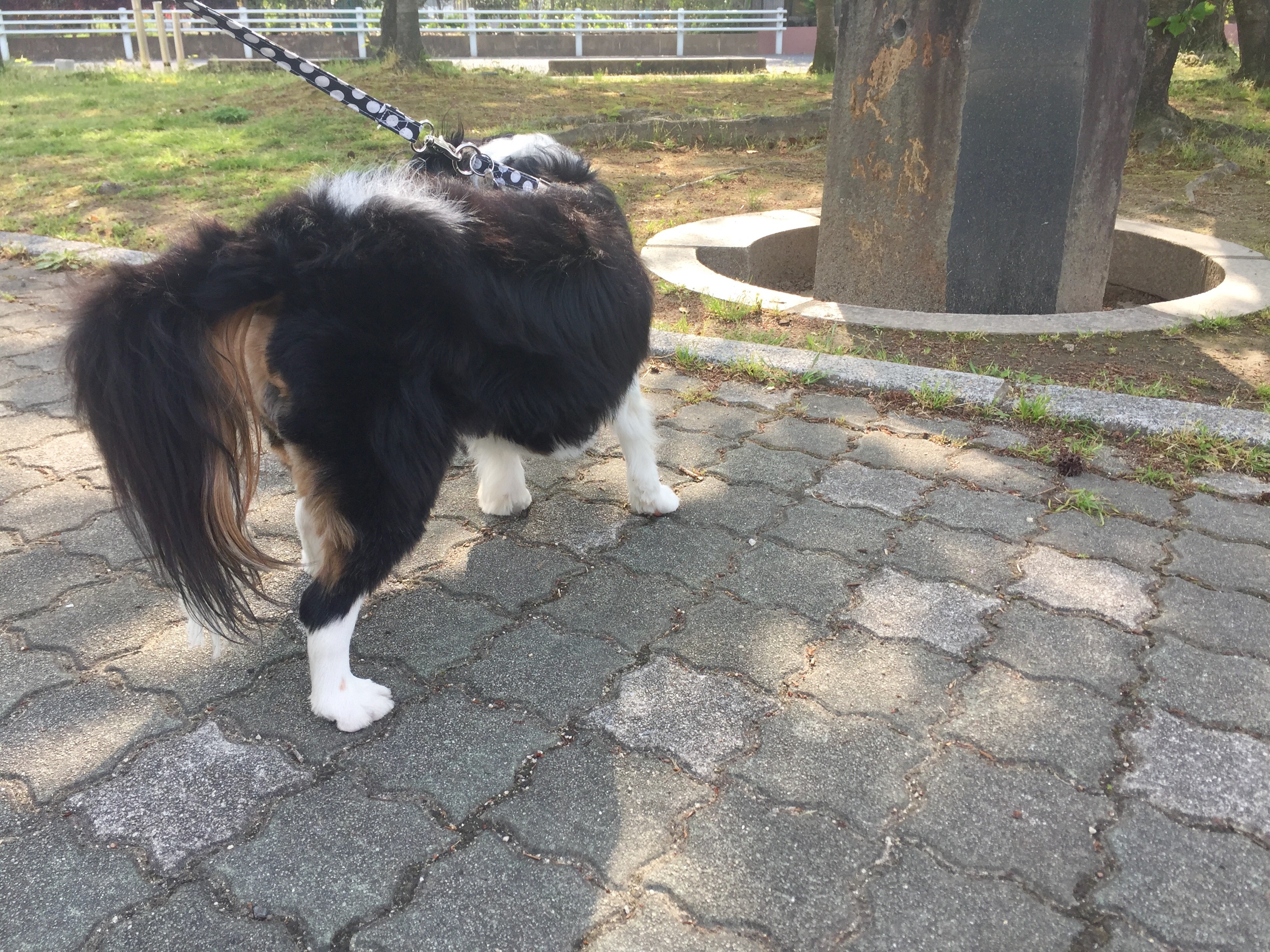 基本の犬おじやを作ろうかな D 今日のごはん イヌじゃないの ムスメなの 基本の犬おじやを作ろうかな D 今日のごはん イヌじゃないの ムスメなの
