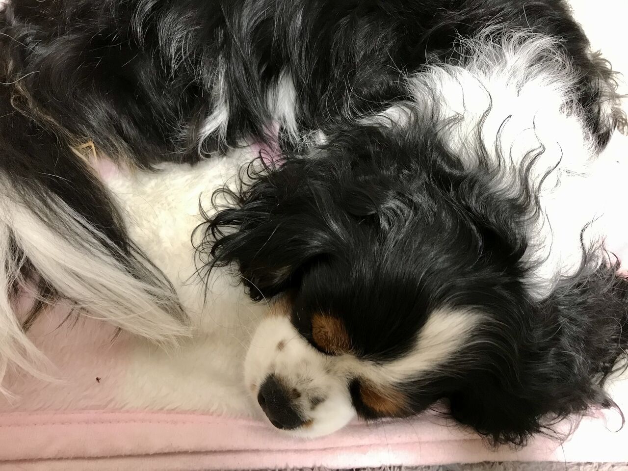 動物の生体販売 肯定派です 真珠と珊瑚の狭間から