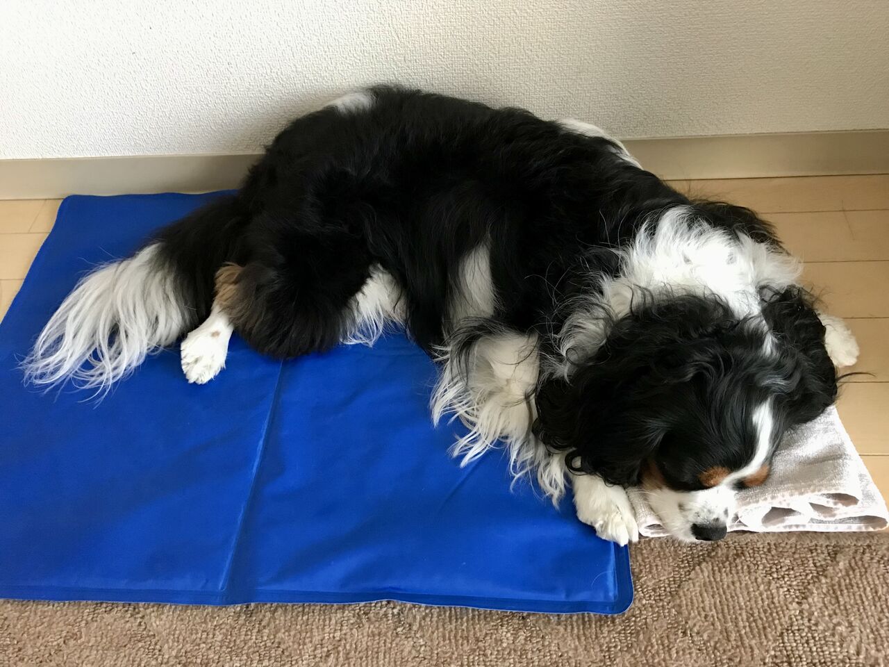 クーラー生活 後悔ランチ他 真珠と珊瑚の狭間から