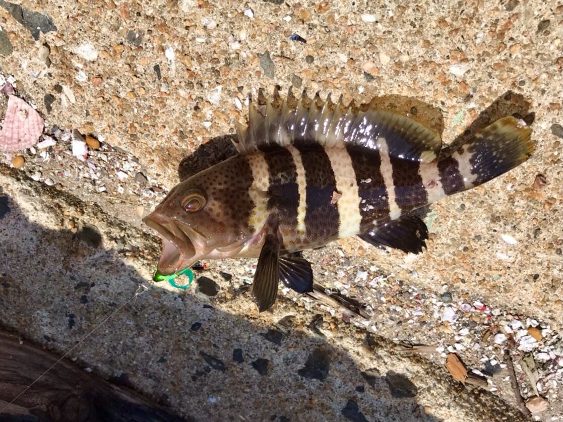 おひとりさまカフェランチ / 釣れた魚を見てあげてu2026 : 真珠と珊瑚の