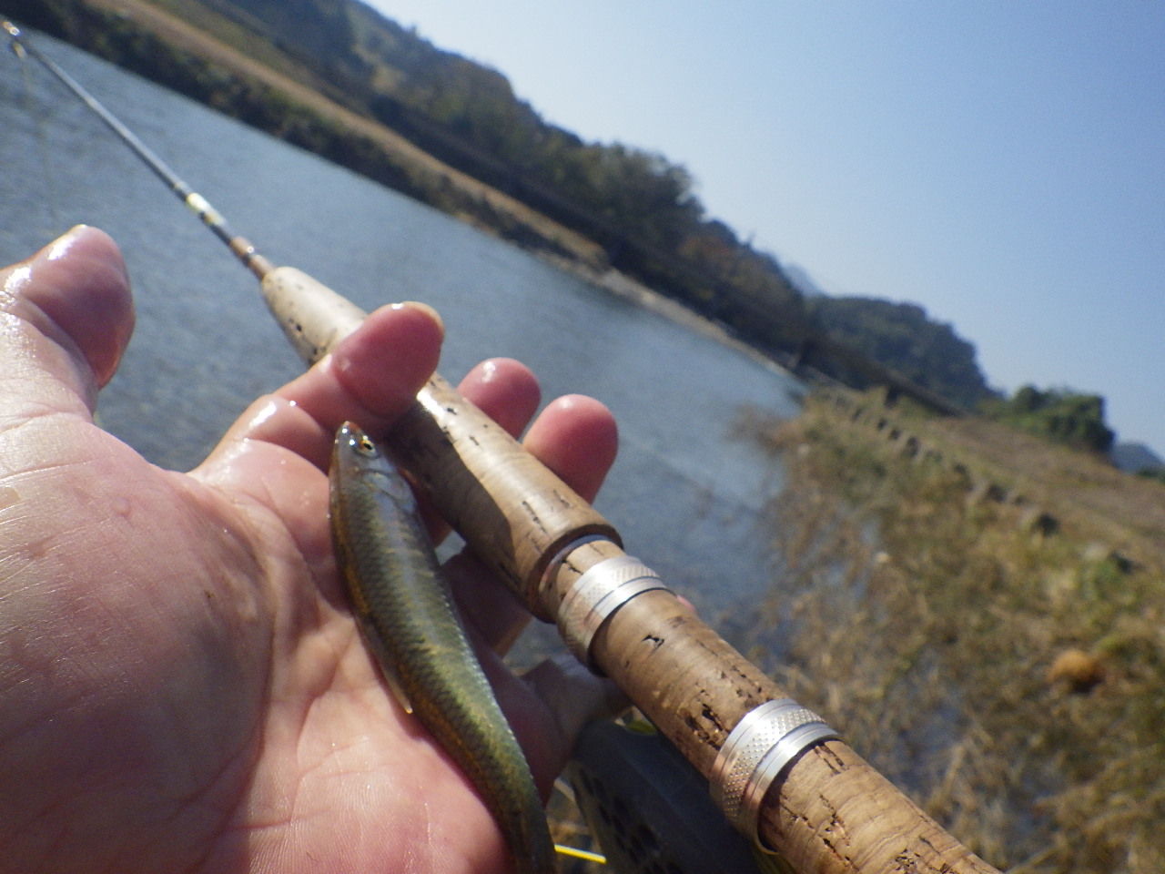 里川の秋はオイカワ ウグイの入れ食いが 関谷忠一の釣魚大全 里川の秋はオイカワ ウグイの入れ食いが 関谷忠一の釣魚大全