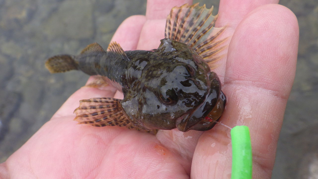 カジカ釣りシーズン開幕 関谷忠一の釣魚大全