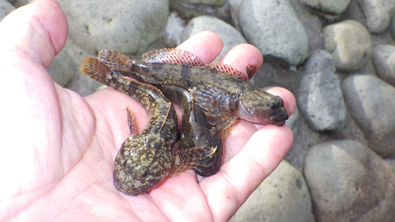 カジカ釣りシーズン開幕 関谷忠一の釣魚大全