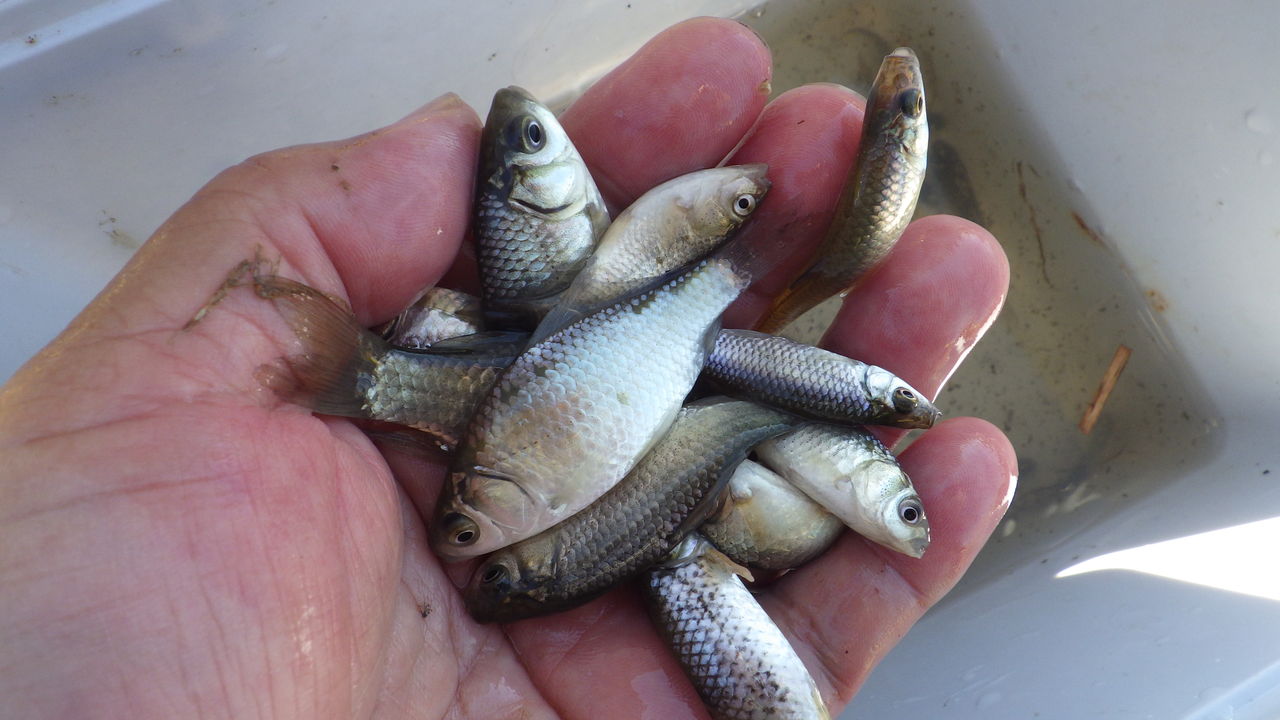 霞ヶ浦の細 タナゴ交じりにコブナ入れ食い 関谷忠一の釣魚大全
