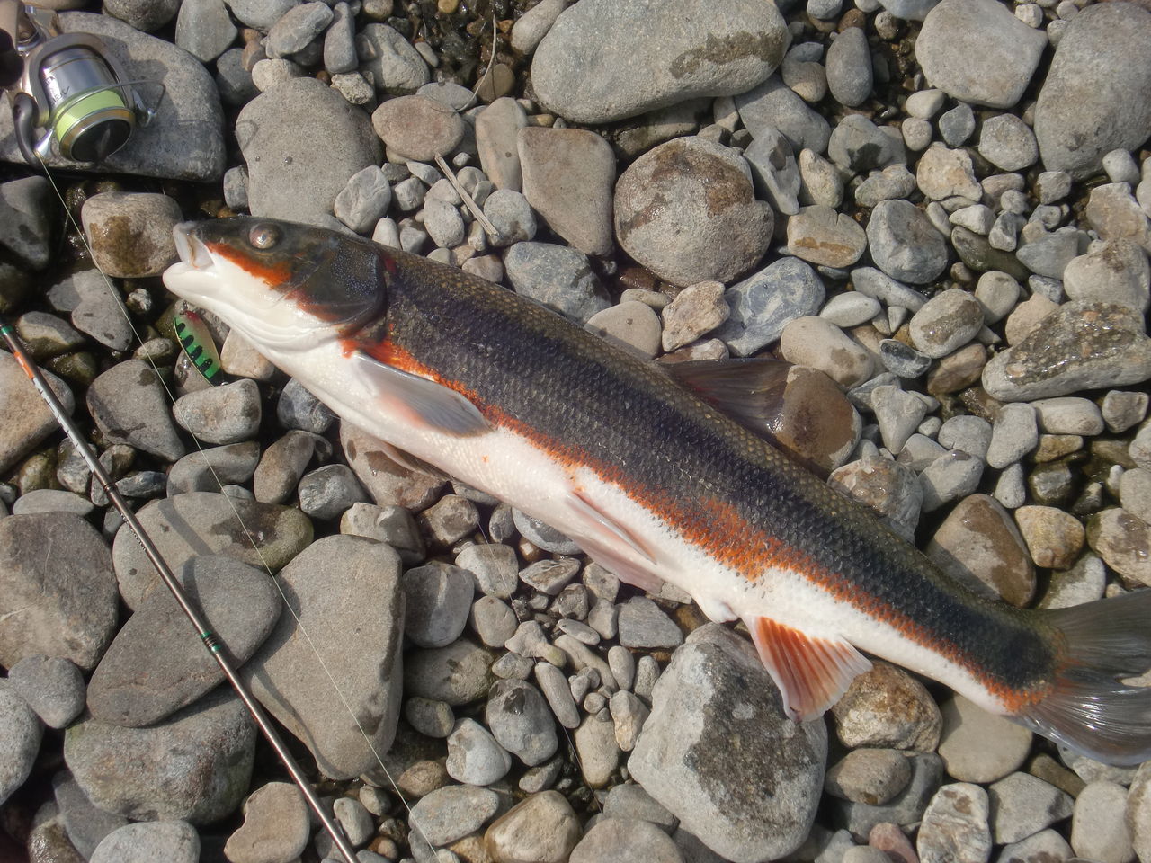 思川に春を告げる魚、マルタの産卵始まる。 : 関谷忠一の釣魚大全Ⅱ