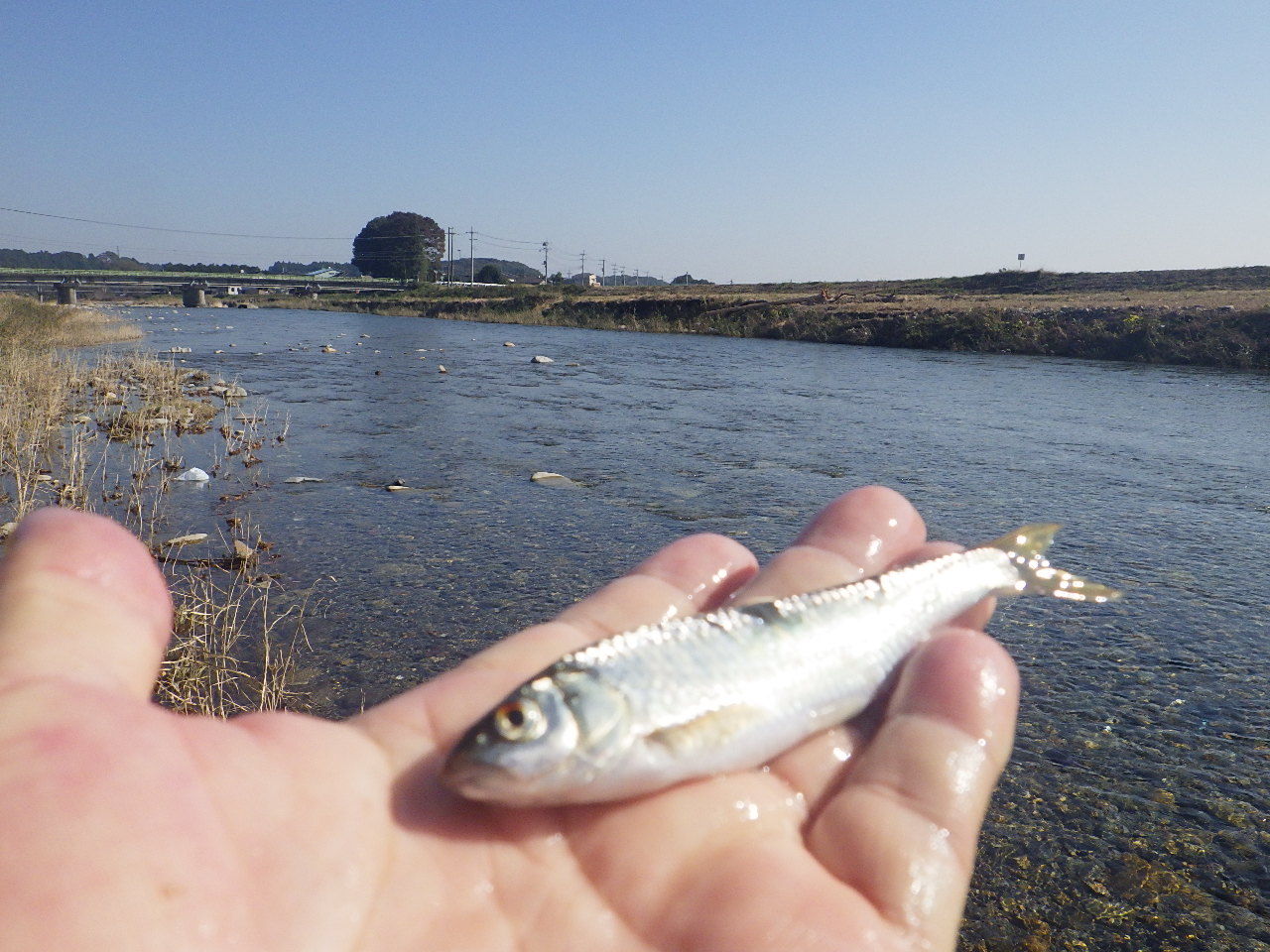 里川の秋はオイカワ ウグイの入れ食いが 関谷忠一の釣魚大全 里川の秋はオイカワ ウグイの入れ食いが 関谷忠一の釣魚大全