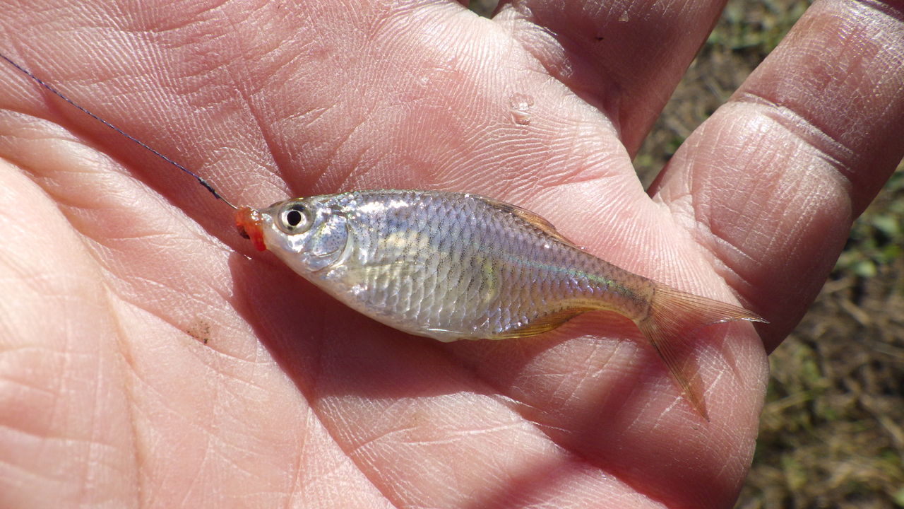 霞ヶ浦の細 タナゴ交じりにコブナ入れ食い 関谷忠一の釣魚大全