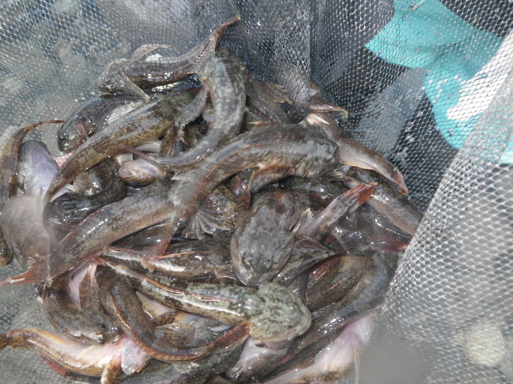 鬼怒川のカジカ釣りが本番を迎えたようです おやじのひとり言