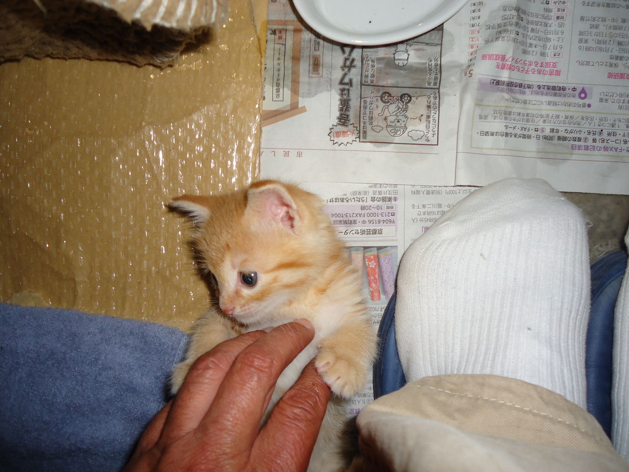 茶トラ 現る 大江住宅 人呼んで ひごもっこり のblog 茶トラ 現る 大江住宅 人呼んで ひごもっこり のblog