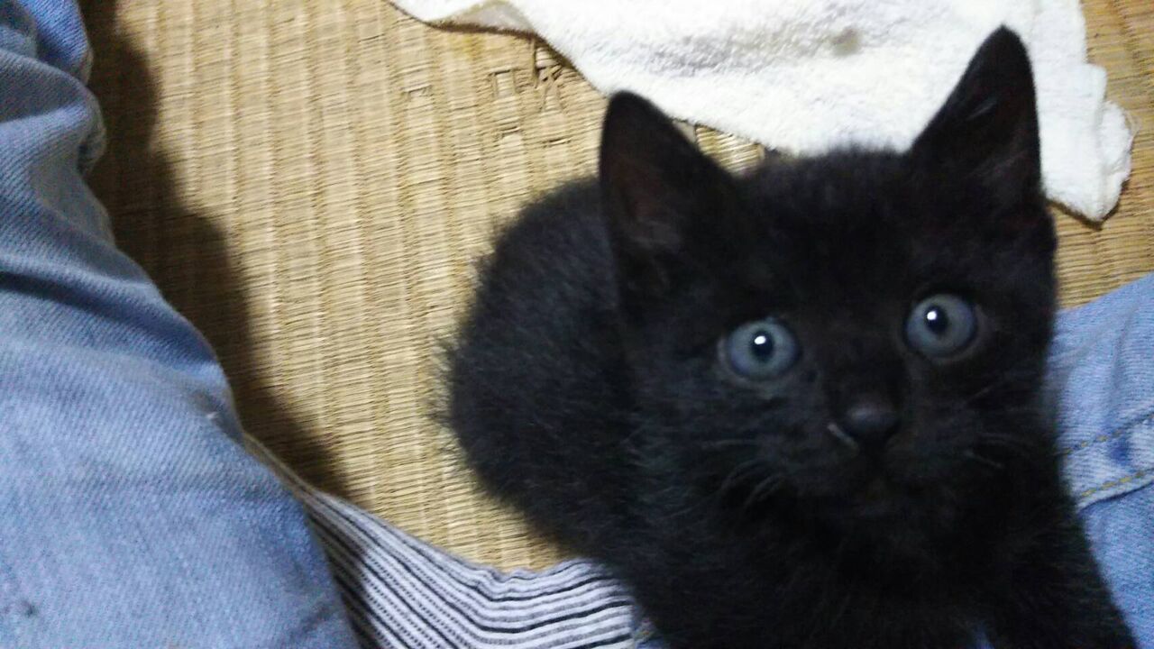 黒猫ジジ？のお墓を、、 : ㈲大江住宅、人呼んで、u0027ひごもっこりu0027のblog