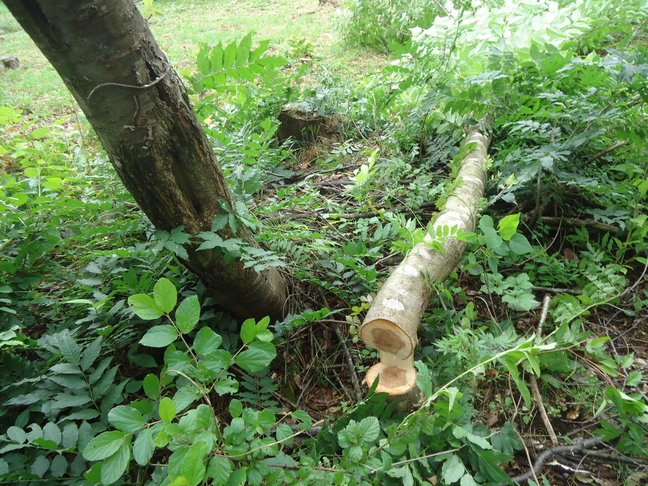 抜根 ばっこん 2 大江住宅 人呼んで ひごもっこり のblog