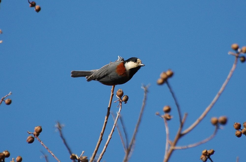 野鳥を追って