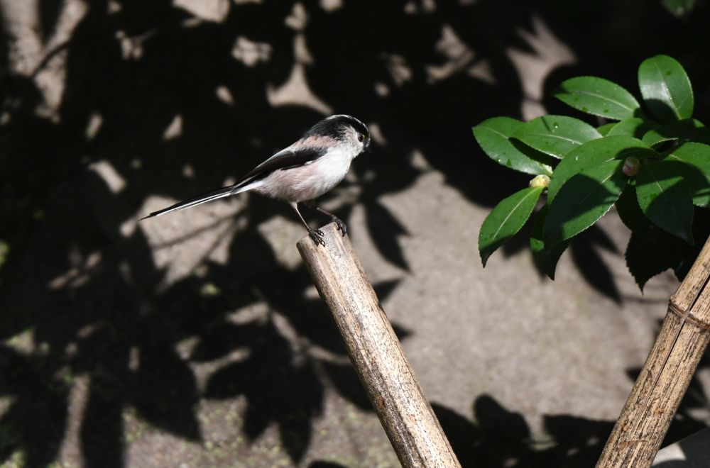 エナガ 柄長 野鳥を追って