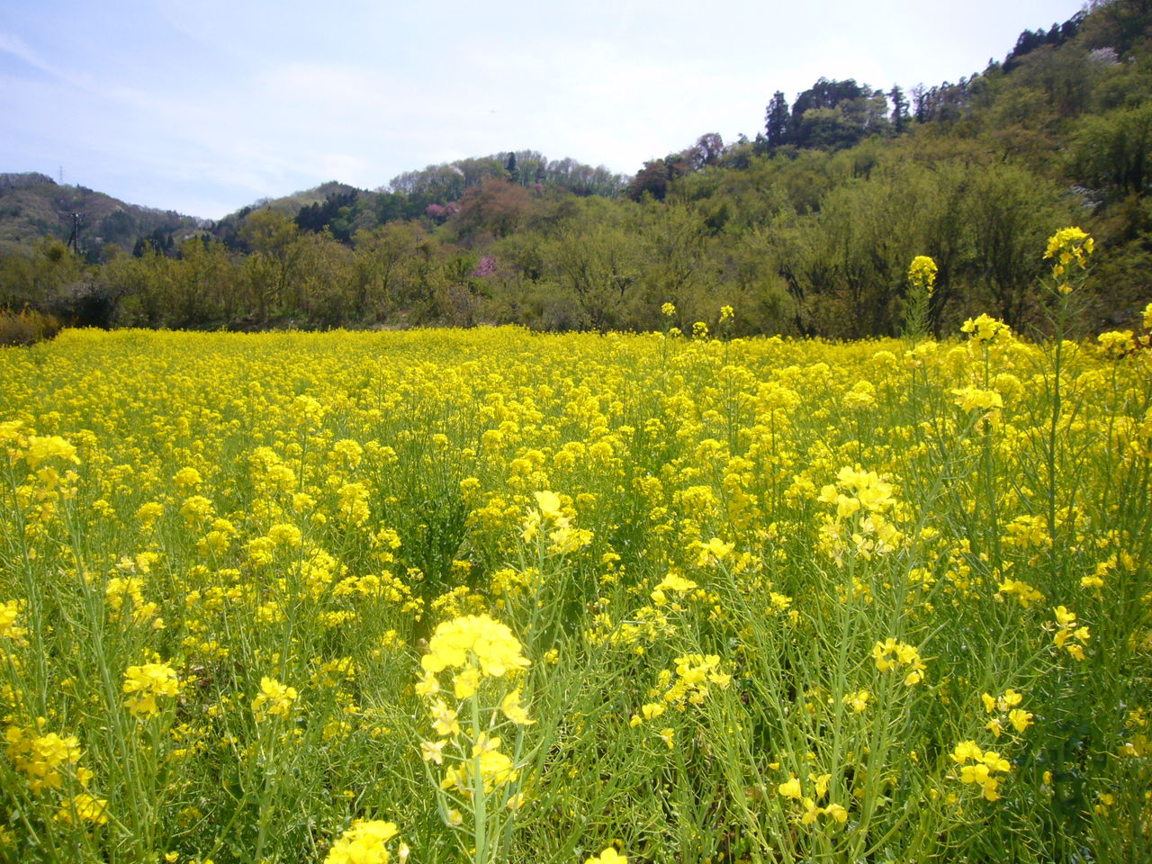 菜の花畑 栃木市おおひらpcクラブ イラストblog