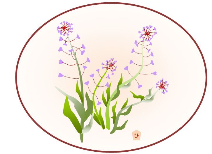 ナズナの花 栃木市おおひらpcクラブ イラストblog ナズナの花 栃木市おおひらpcクラブ イラストblog