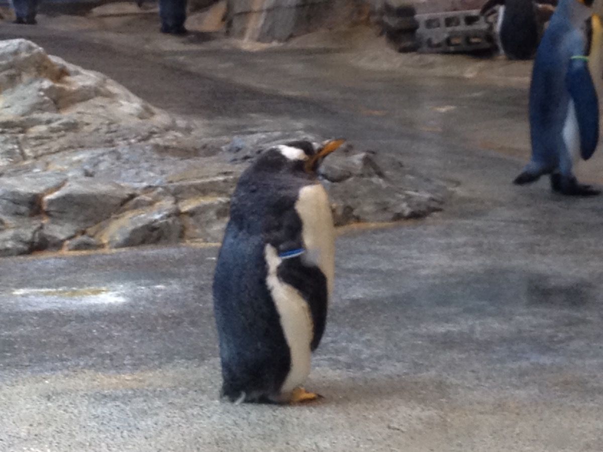 長崎ペンギン水族館行ってみた 九州旅行ブログ 長崎ペンギン水族館行ってみた 九州旅行ブログ