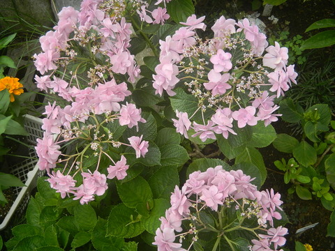 DSCN3741