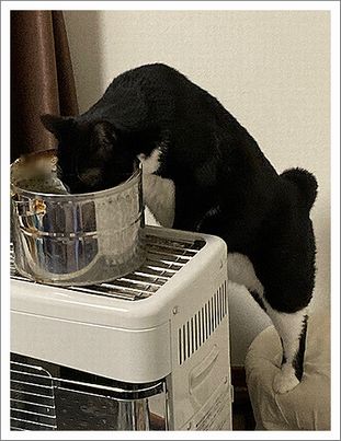 11-1おくら