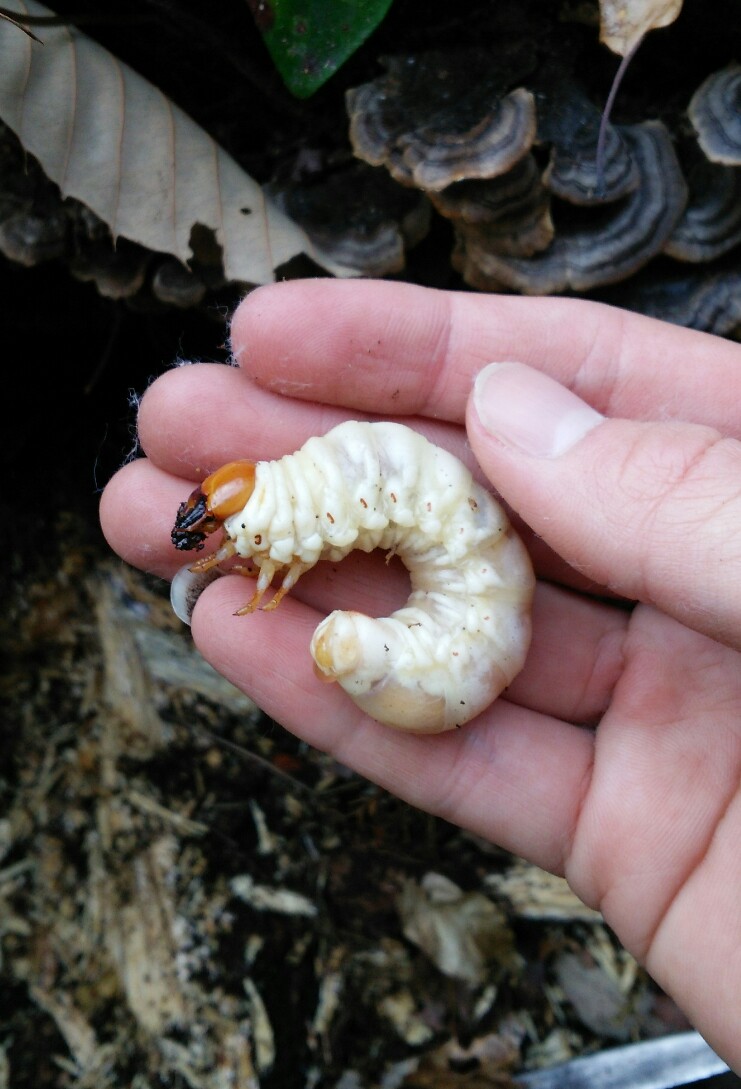 オオクワガタ特大78.6㎜　初令幼虫採集個体 オオクワガタ特大78.6㎜ 初令幼虫採集個体 超大型血統