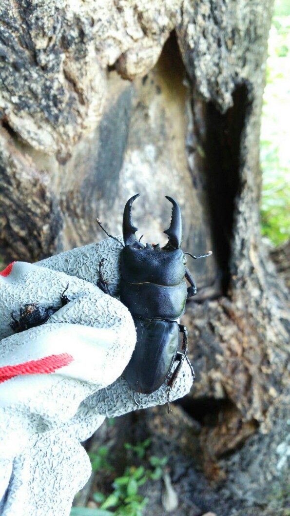 オオクワガタ　山梨県樹液採集個体♂15頭♀2頭　ドイツ箱入り 山梨県産オオクワガタ F0 幼虫採集で羽化させた個体です。 販売