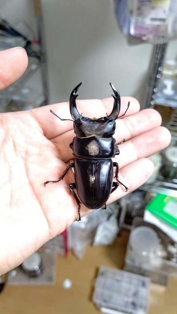 岡山県津山市産オオクワガタ : たくのクワバカ日誌