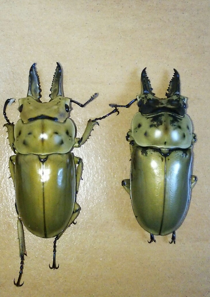 モセリオウゴンオニ羽化♂ : たくのクワバカ日誌