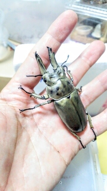シルバー！　モセリオウゴンオニクワガタ 8/15新着☆天然☆モセリオウゴンオニ | Dorcusfarm