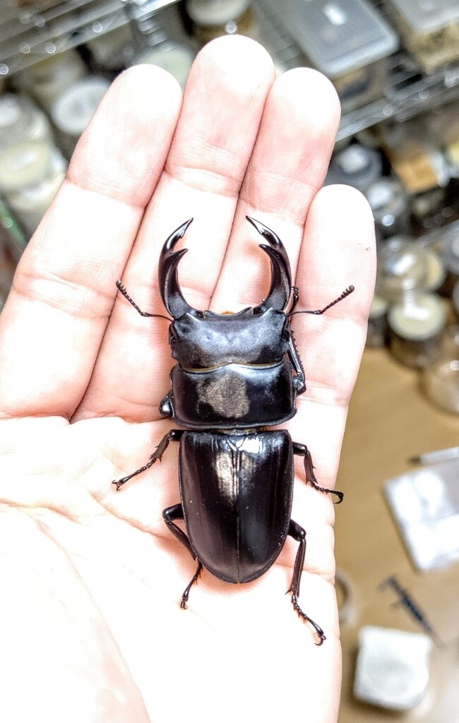 岡山県岡山市産オオクワガタ : たくのクワバカ日誌