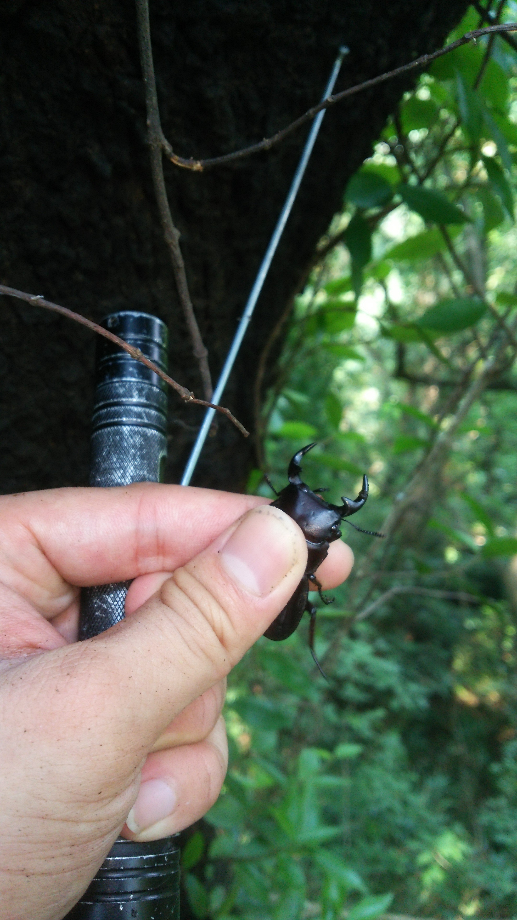 岡山産オオクワガタ 採集 : たくのクワバカ日誌