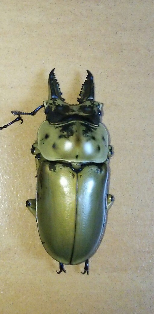 モザイク標本】モセリオウゴンオニクワガタ羽化不全個体 昆虫標本