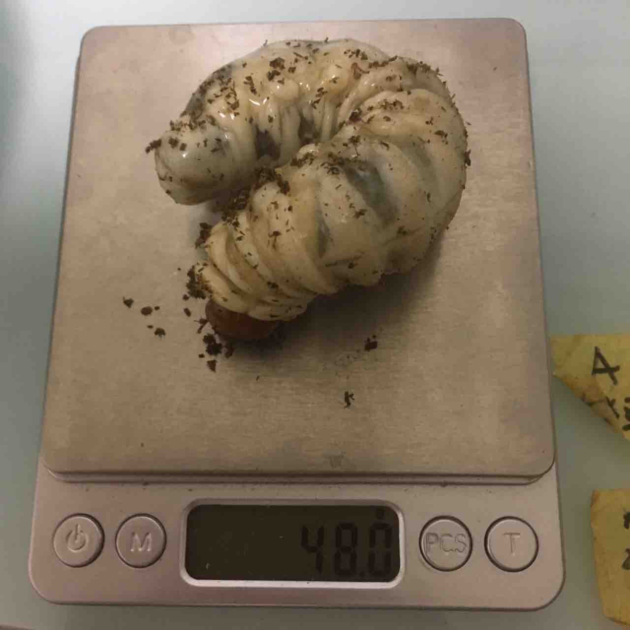 パラワンオオヒラタ 幼虫 菌糸ビン 交換 2 虹パラ クワガタ カブトムシ飼育記 パラワンオオヒラタ 幼虫 菌糸ビン 交換 2 虹パラ クワガタ カブトムシ飼育記