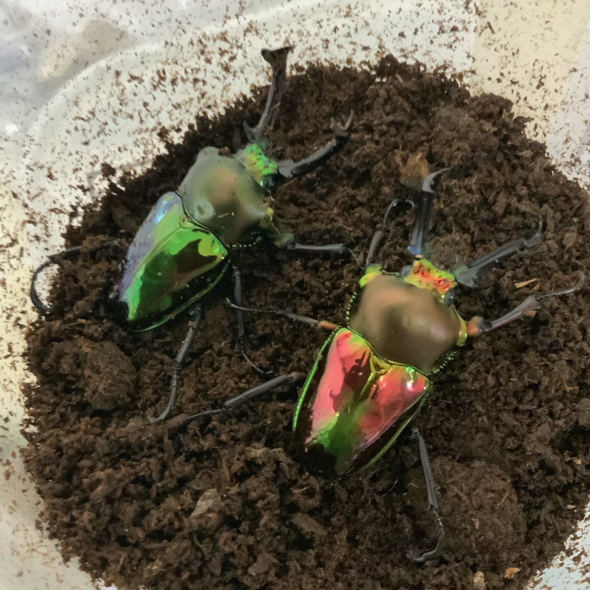 ニジイロクワガタ特殊色血統 虹パラ クワガタ カブトムシ飼育記 ニジイロクワガタ特殊色血統 虹パラ クワガタ カブトムシ飼育記