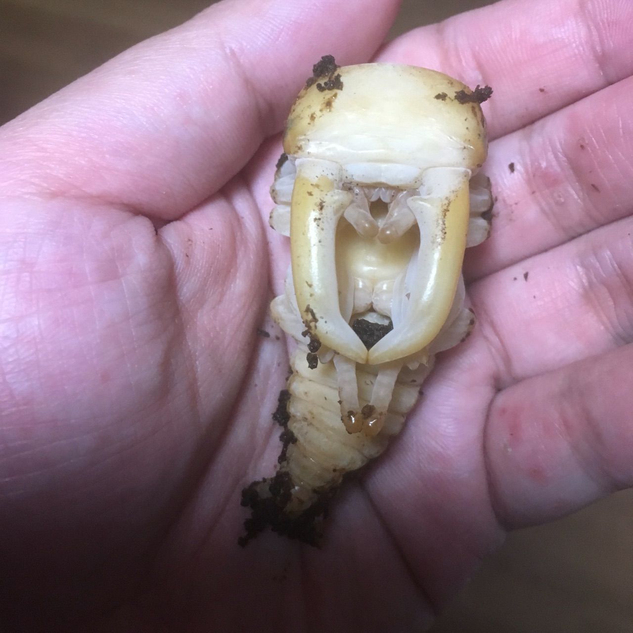 パラワンオオヒラタ 羽化 天然 蛹室に移す 虹パラ クワガタ カブトムシ飼育記 パラワンオオヒラタ 羽化 天然 蛹室に移す 虹パラ クワガタ カブトムシ飼育記
