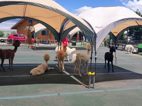 line_979484964360435